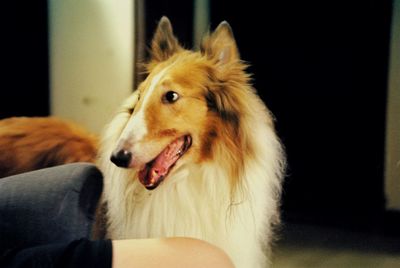 Close-up of dog looking away at home