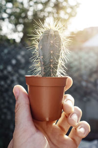 A cactus held by a hand