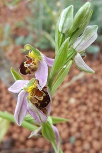 Close-up of honey bee on purple flowering plant