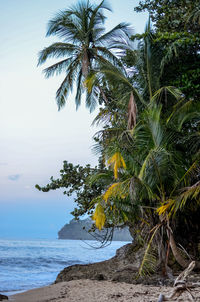 Palm trees on beach