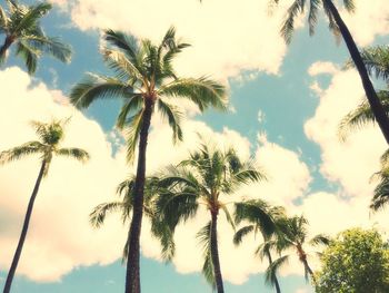 palm tree