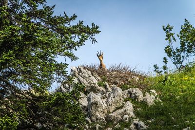Low angle view of rock formation amidst trees against sky