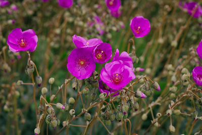 Close-up of pink flowers