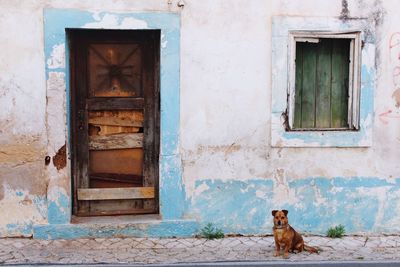 Dog on door of house