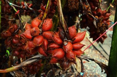 Close-up of cherries growing on tree