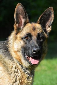 Close-up portrait of a dog