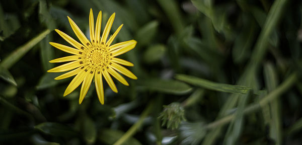 Close-up of plant