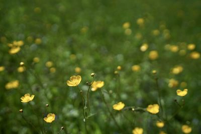 Close-up of yellow flowering plant