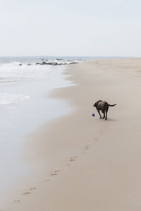 Dog on beach