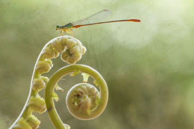 Close-up of insect on flower