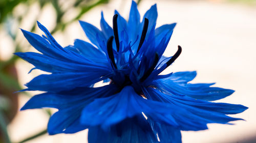 Close-up of purple blue flower