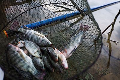 High angle view of fish fishing in market