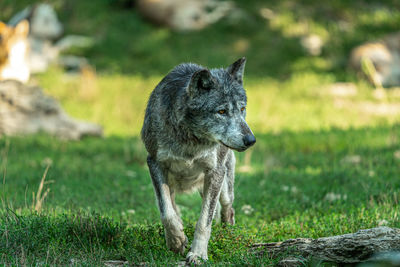 Portrait of a dog on field