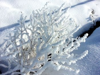 Close-up of frozen plant on snow covered field