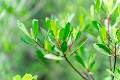 Close-up of plant growing on field