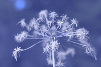 Close-up of frozen plant