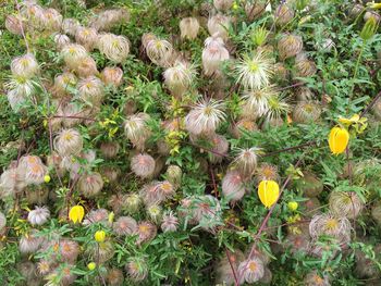 Full frame shot of yellow flowers growing in field