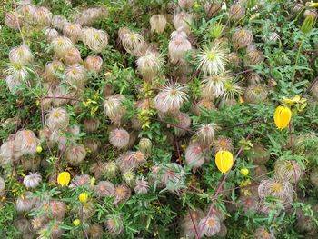 Full frame shot of yellow flowers growing in field