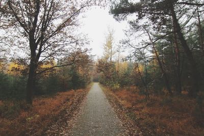 Road amidst trees in forest during autumn