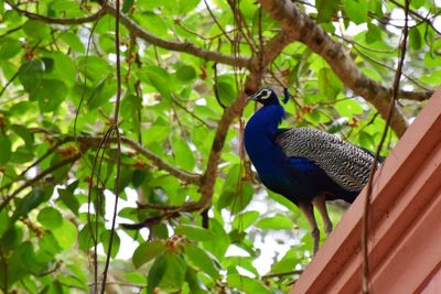 Low angle view of bird perching on tree