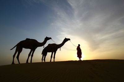 Silhouette man with camels standing on desert against sky during sunset