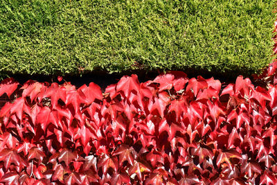 Close-up of red flowering plants on field