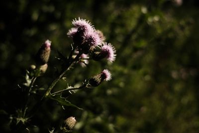 Close-up of thistle flowers