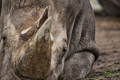 Close-up of animal resting on land