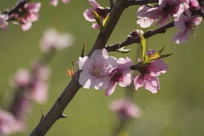 Close-up of pink flowers blooming on tree