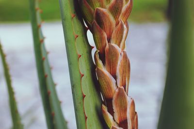 Cactus with its spikes to protect it from enemies