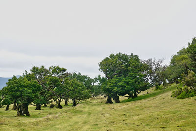 Trees on field against sky