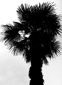 Low angle view of palm tree against clear sky