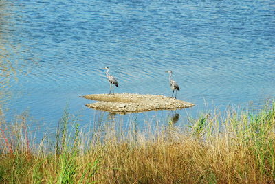Birds perching on a sea