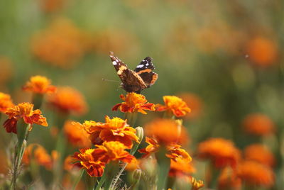 Close-up of butterfly pollinating on orange flower