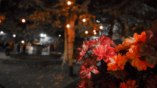 Close-up of red flowering plants at night