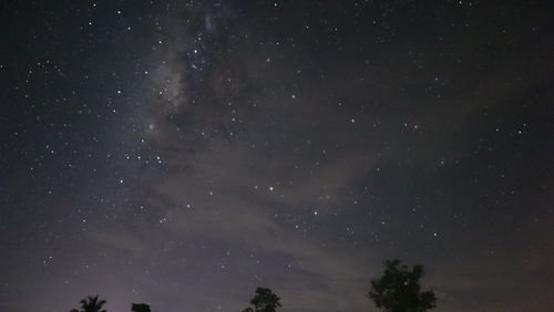 Low angle view of silhouette trees against star field at night