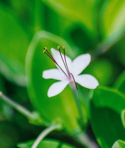 Close-up of white flowering plant