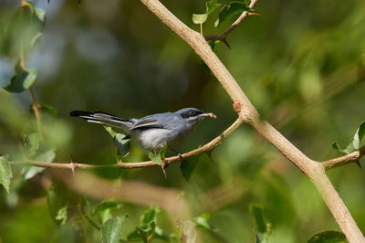 Bird perching on a branch