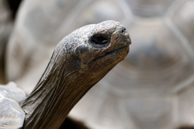 Close-up of turtle