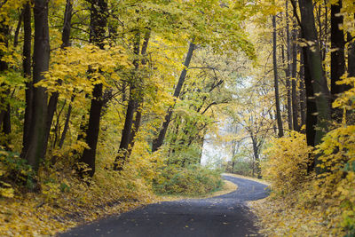 Dirt road passing through forest