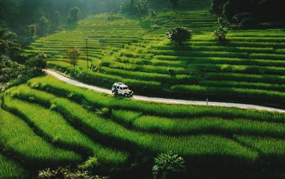 Scenic view of terraced field