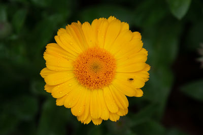 Close-up of yellow flower