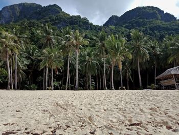 Scenic view of palm trees on field against sky