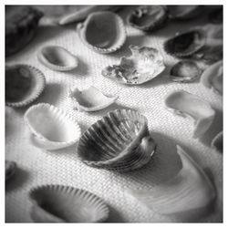 Close-up of seashell