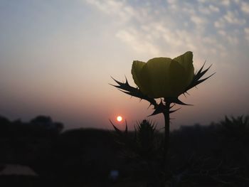Close-up of silhouette flowering plant against sky during sunset