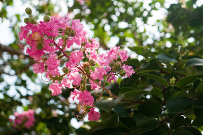 Close-up of pink flowers