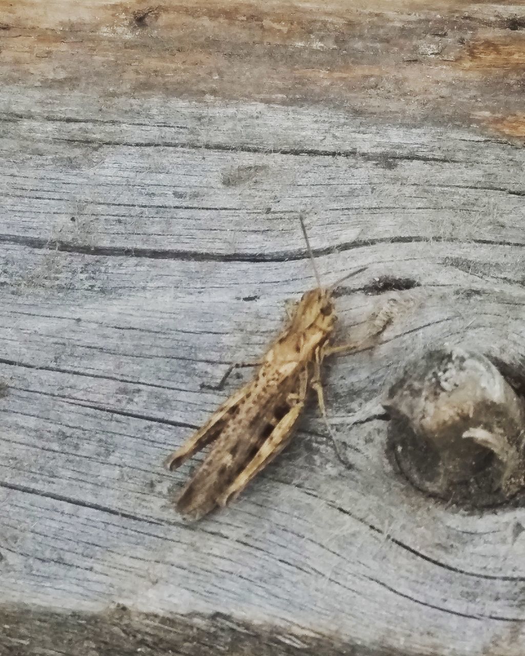 CLOSE-UP OF INSECT ON WOOD
