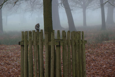 Squirrel on fence in foggy weather