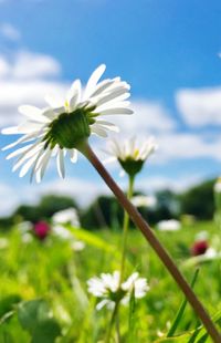 Close-up of fresh white flowers blooming against sky