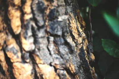 Close-up of tree trunk